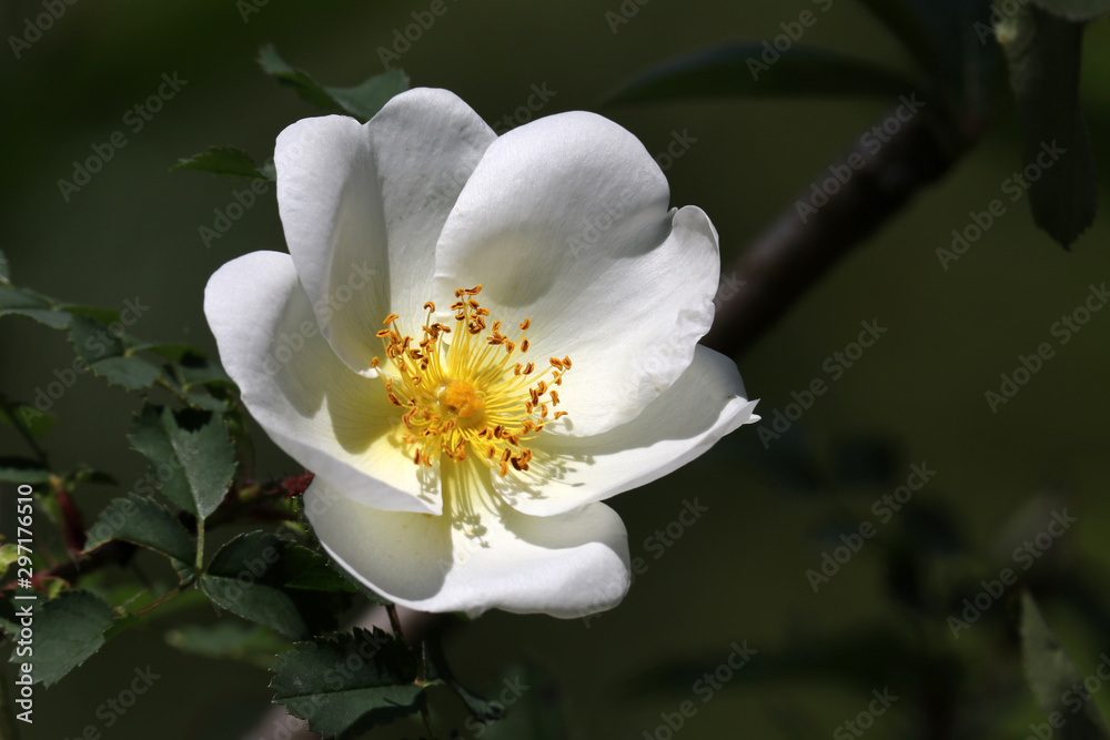 Obraz premium white wild rose flower on background, close up