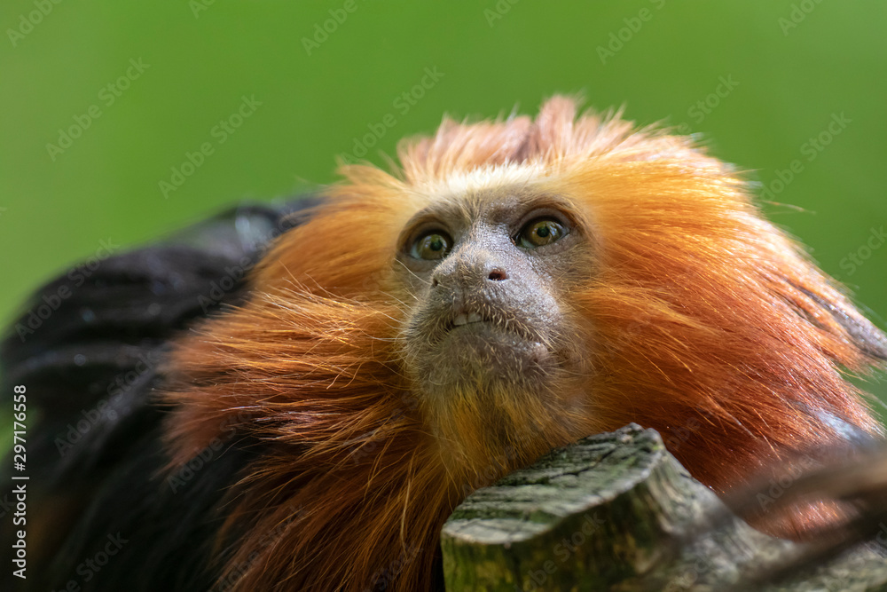 Close up of Golden-headed lion tamarin monkey on tree Close up of Golden-headed lion tamarin monkey on tree