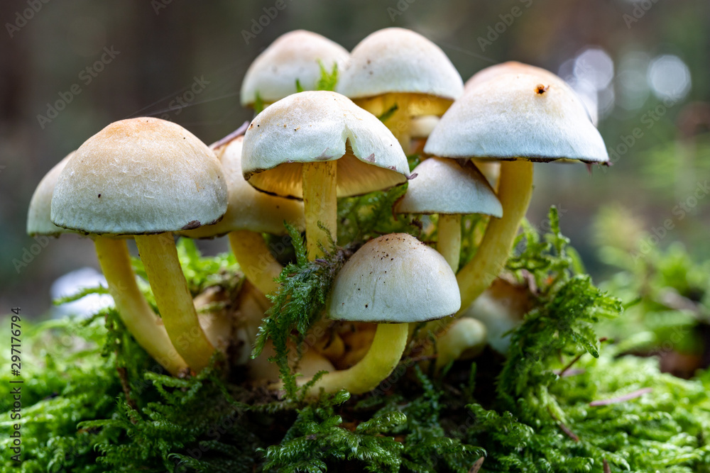 Small mushrooms growing on the old tree trunk. Vegetation in the forests of Central Europe. Small mushrooms growing on the old tree trunk. Vegetation in the forests of Central Europe.