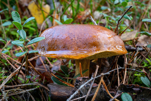 A beautiful mushroom growing in the forest. Tasty edible mushrooms in the coniferous forest.
