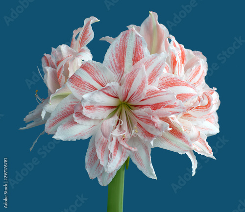 Foto Hippeastrum Amaryllis Dancing Queen double flowering close up