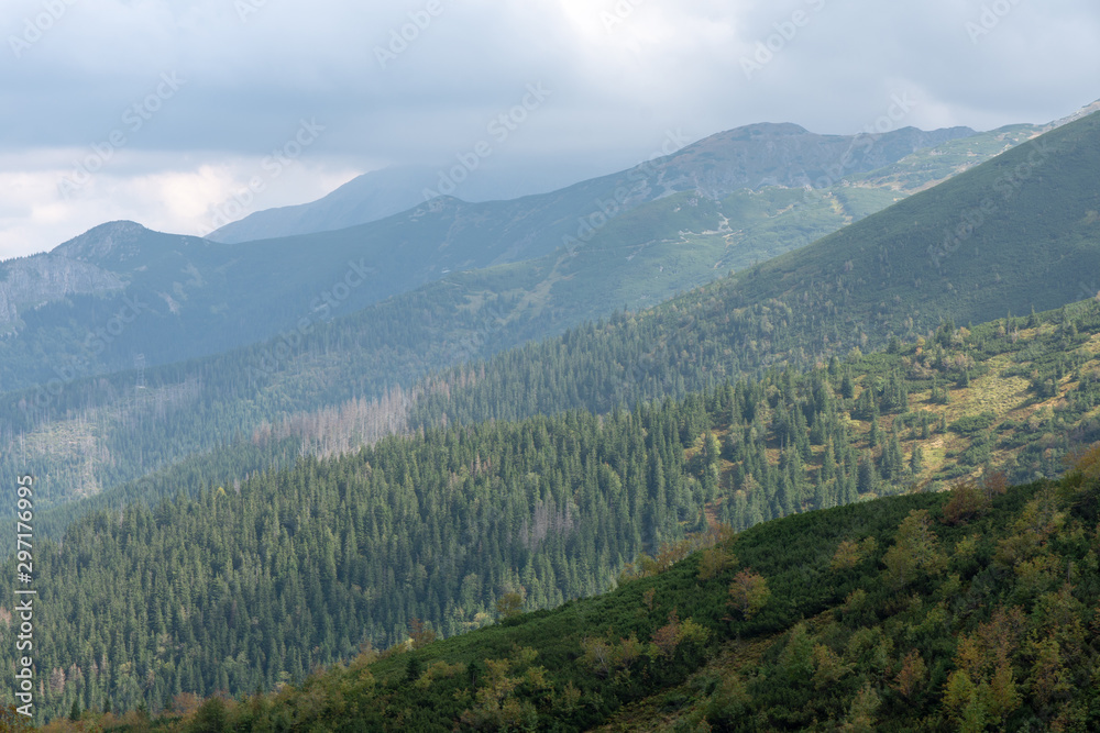 Mountain pine and forests in the mountains. Polish Tatras