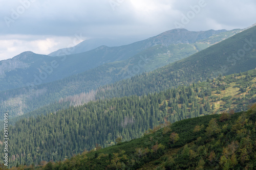 Mountain pine and forests in the mountains. Polish Tatras