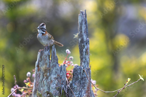 Aves da fazenda photo