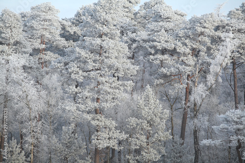 coniferous pine forest in winter photo