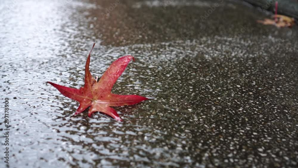 Lonely red maple leaf in the fall in a stream of rainwater on asphalt. Beautiful natural background. The concept of loneliness and sadness Lonely red maple leaf in the fall in a stream of rainwater on asphalt. Beautiful natural background. The concept of loneliness and sadness