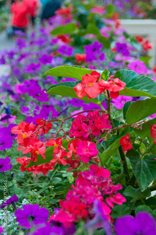 Flowers and plants in flowerbed in a garden