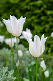 White tulips make a stunning display in any garden.