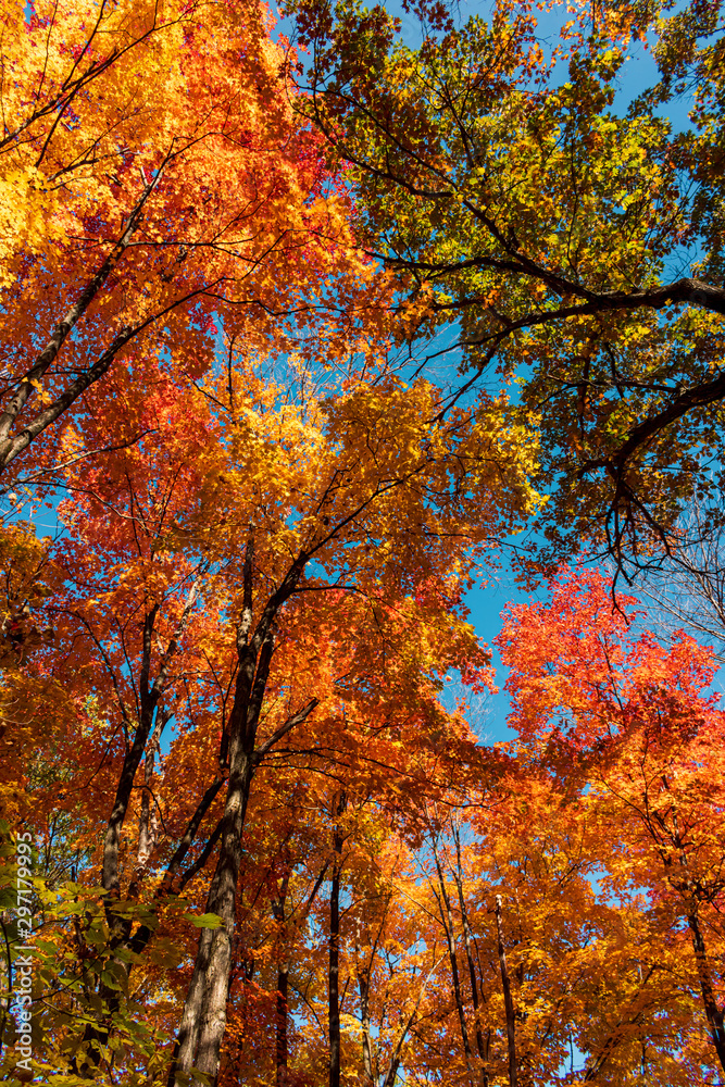 Canada Autumn Trees 