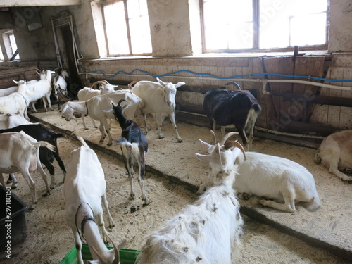 goats in a closed enclosure