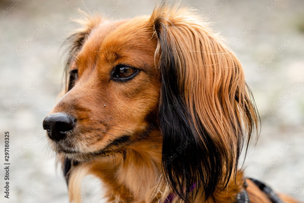 portrait of long hair dachshund 