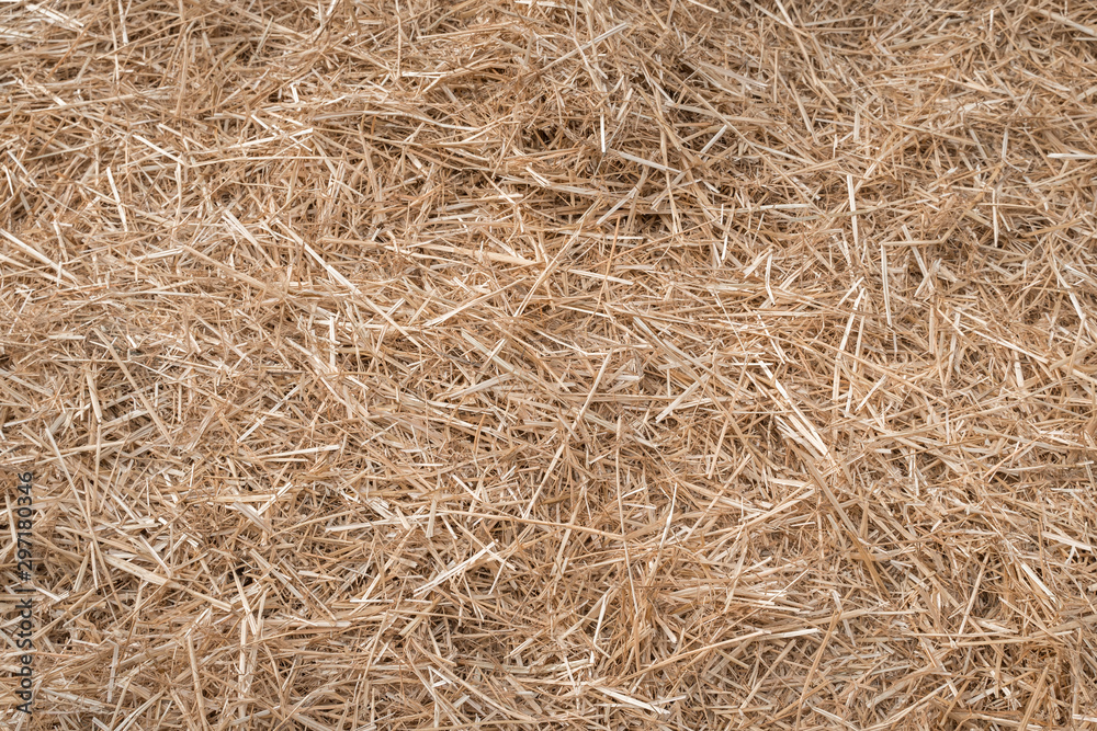 Hay or straw grass after harvest at country farm field Hay or straw grass after harvest at country farm field