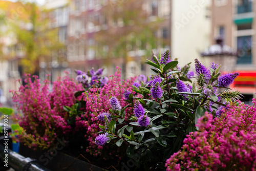 flowers on the balcony on the background of buildings in Amsterdam (horizontally, bright and color version)