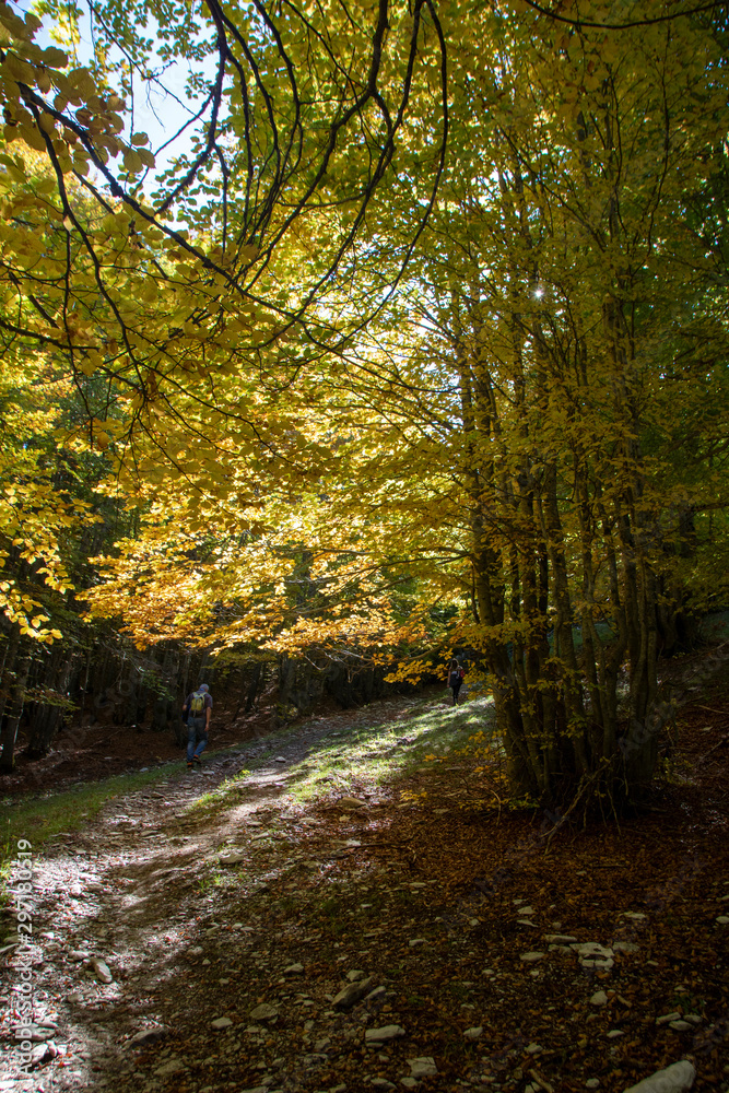 Beech woods