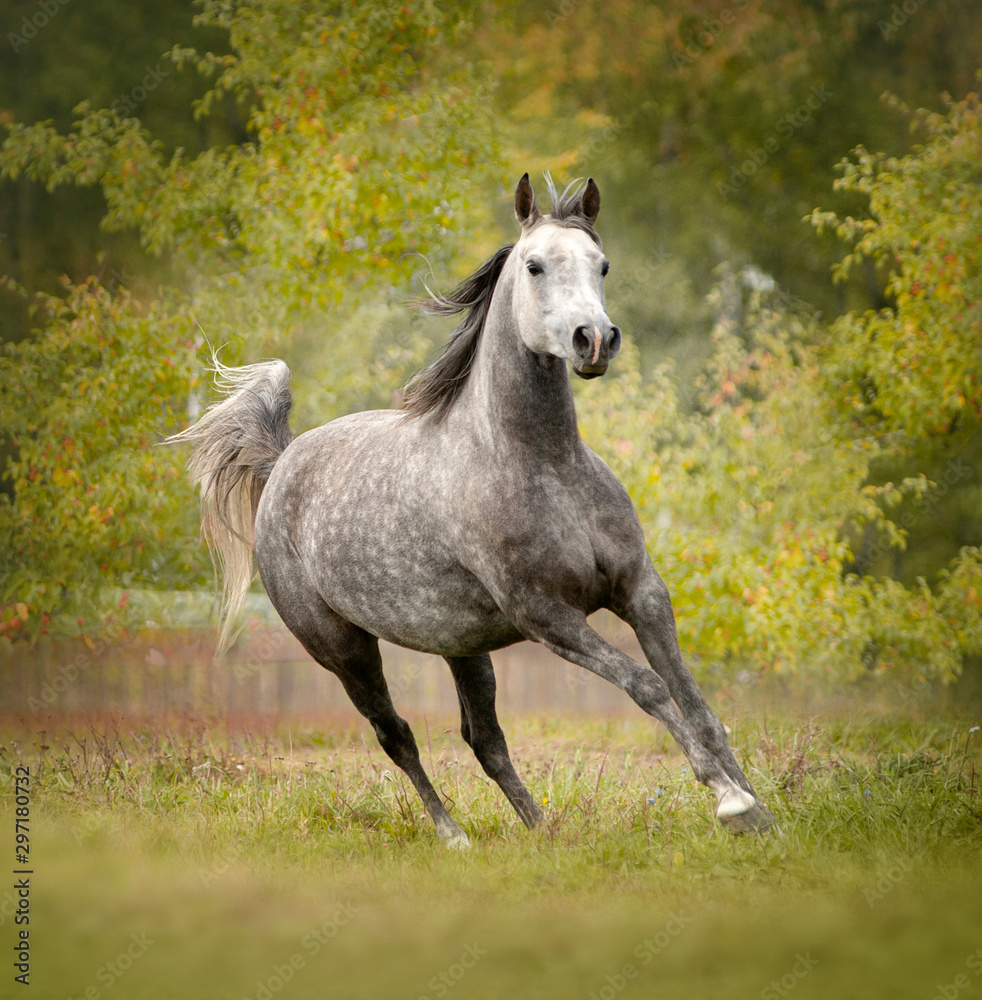 grey dappled arabian horse runs free in autumn field grey dappled arabian horse runs free in autumn field