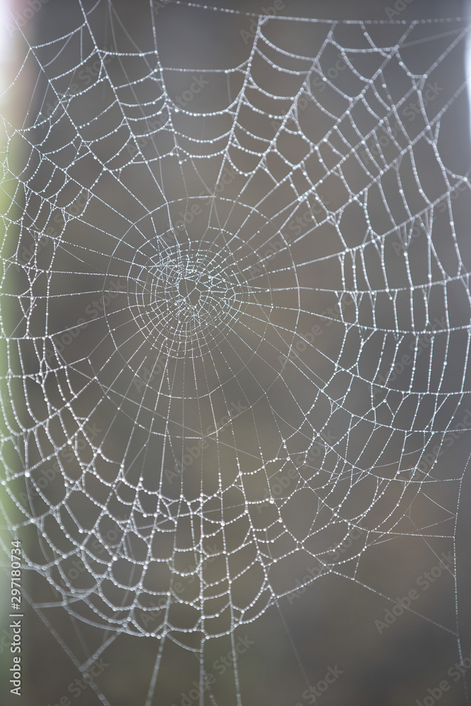 Fototapeta premium ragnatela