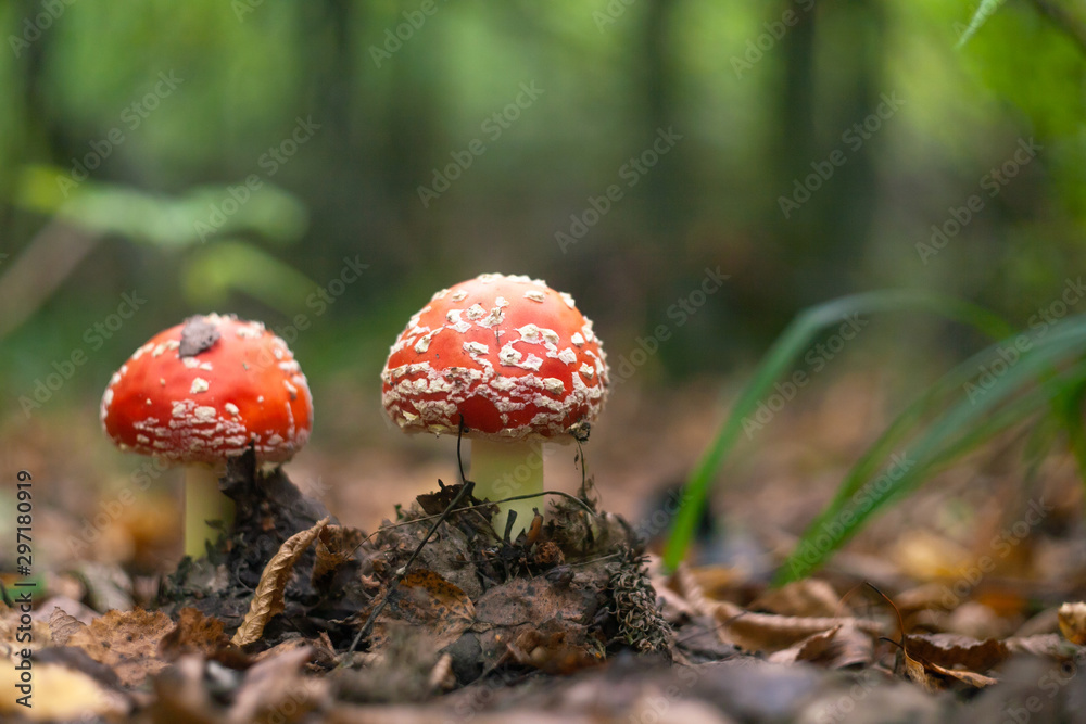 Amanita muscaria, a poisonous mushroom in a forest Amanita muscaria, a poisonous mushroom in a forest