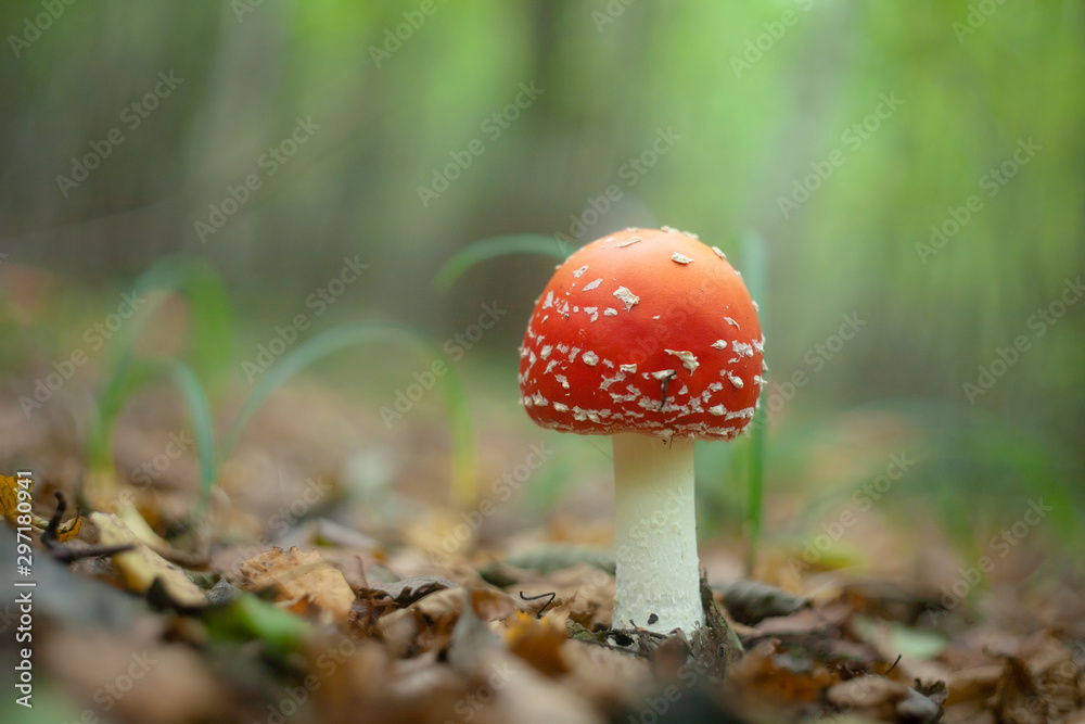 Amanita muscaria, a poisonous mushroom in a forest Amanita muscaria, a poisonous mushroom in a forest