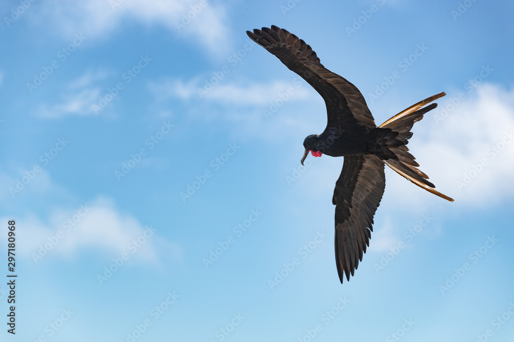 Fototapeta premium Frigatebird on Galapagos islands flying. Magnificent Frigate-bird in flight on North Seymour Island, Galapagos. One male frigate birds with red neck gular pouch (thoat sac).