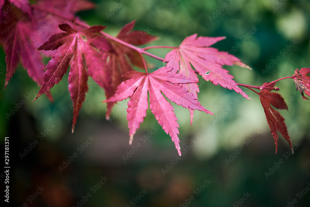 Vibrant, crimson coloured Acer leaves in Autumn. Vibrant, crimson coloured Acer leaves in Autumn.