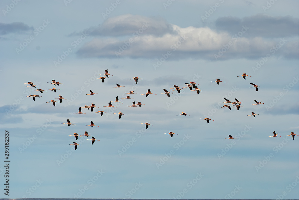 Flamingos flying over the coast in patagonia