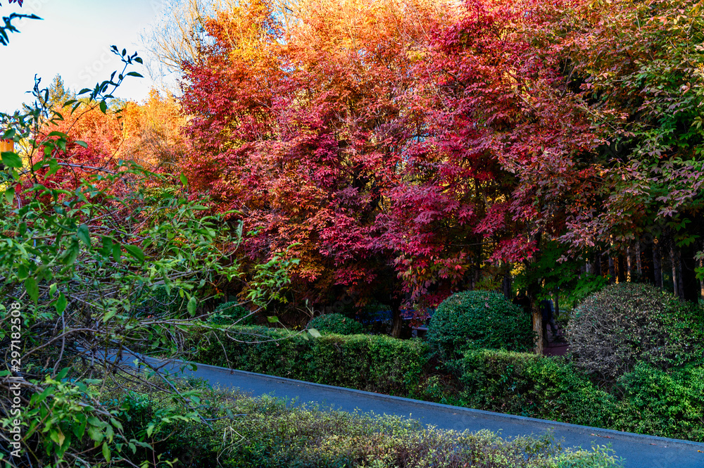 Naklejka premium Autumn landscape of Nanhu Park, Changchun, China