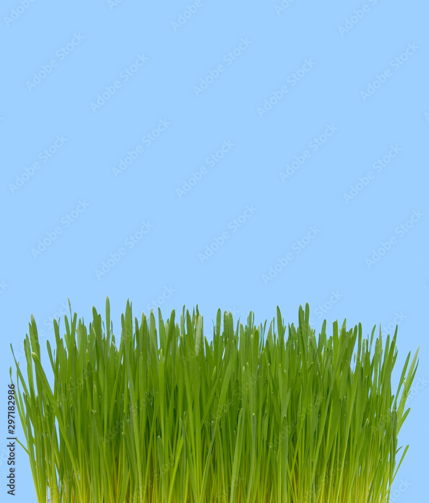 Fototapeta premium Wheat grass growing against isolated blue background.