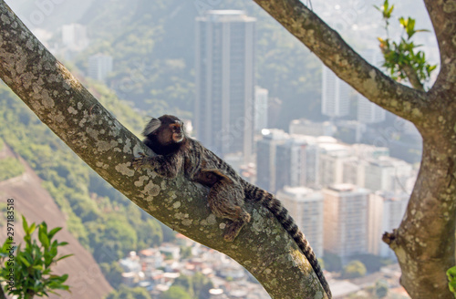 Foto Marmoset Monkey relaxing onn a tree at the top of Sugarloaf Mountain with a cityscape of Rio in the distance