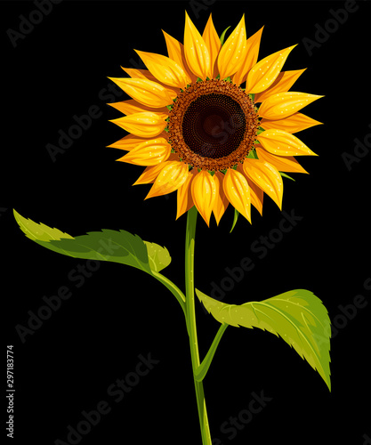 Sunflower flower with stem and leaves, vector isolated drawing on a black background