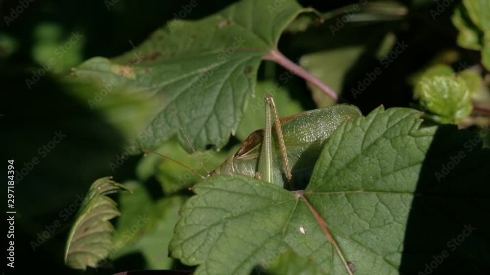 green bright grasshopper sits among currant leaves protruding from the darkness and chirps, shakes its paws and wings green bright grasshopper sits among currant leaves protruding from the darkness and chirps, shakes its paws and wings