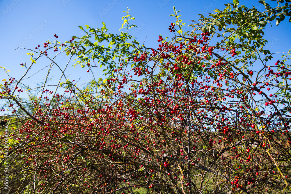 Dog rose red fruits (Rosa canina, Briar). Wild ripe rosehips on bush in nature