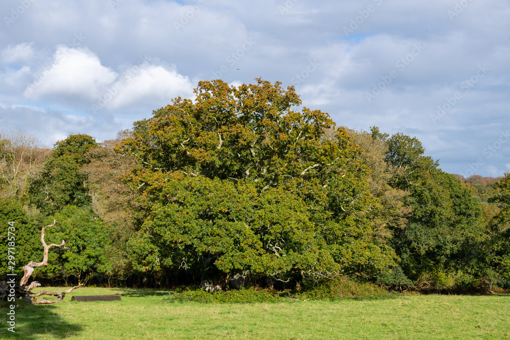 Large old oak tree turning to autumnal colours in October Large old oak tree turning to autumnal colours in October