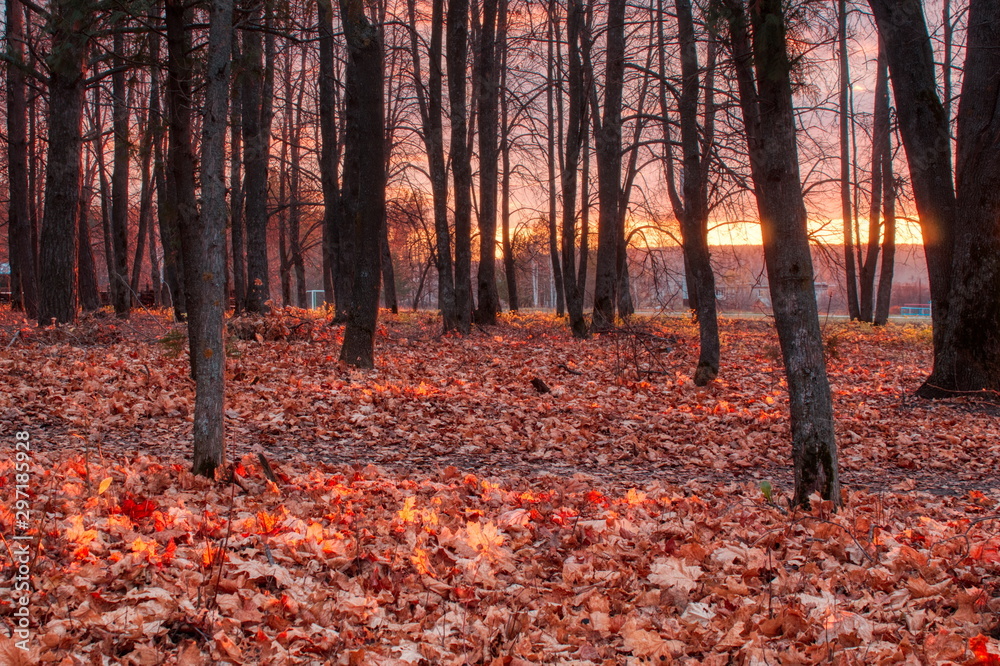 Fototapeta premium Park at sunset