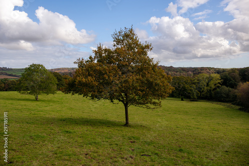 Oak tree producing autumn seasonal colours in a field in October