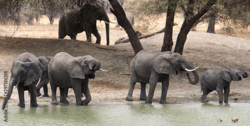 Photography Elephants and Ducks at the Watehole