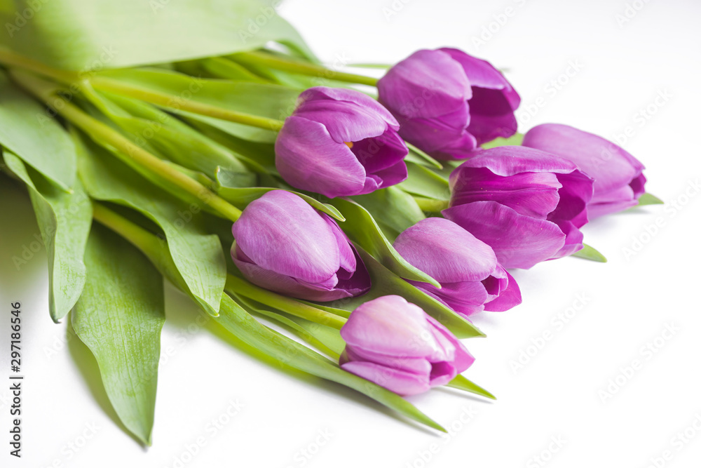 Bouquet of violet tulips on white background close-up