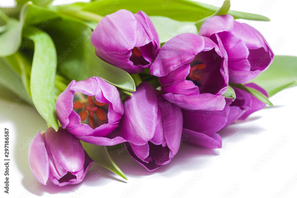 Bouquet of violet tulips on white background close-up Bouquet of violet tulips on white background close-up
