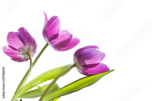 Bouquet of violet tulips on white background close-up