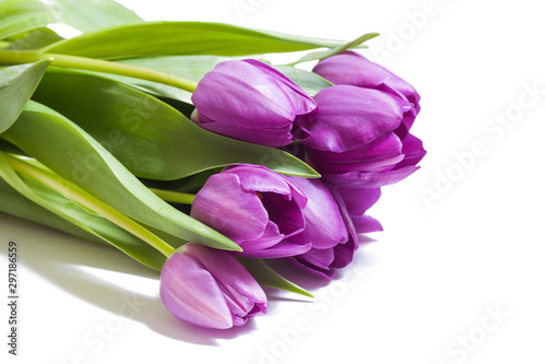 Bouquet of violet tulips on white background close-up
