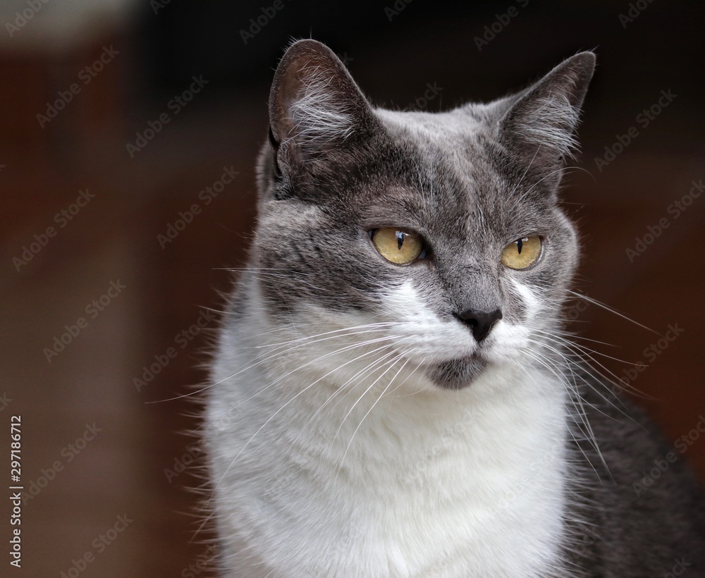 grey and white cat 