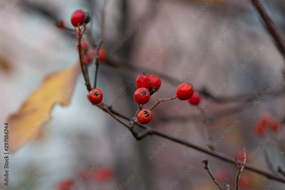 A hawthorn - Crataegus - shrubs in late autumn. Red berries, yellow leaves, brown twigs and branches. Colors of the fall season. Thanksgiving theme decor or background. A hawthorn - Crataegus - shrubs in late autumn. Red berries, yellow leaves, brown twigs and branches. Colors of the fall season. Thanksgiving theme decor or background.