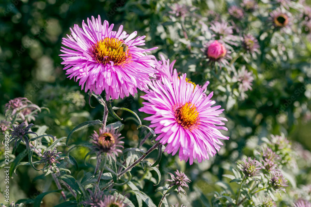 Pink aster flowers in autumn Pink aster flowers in autumn