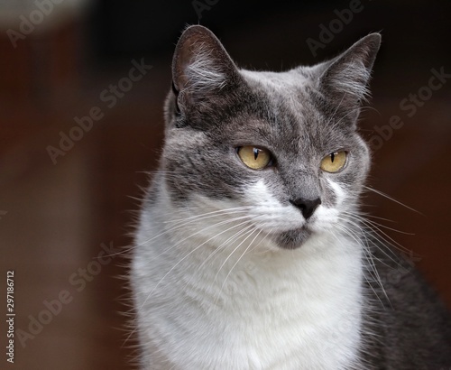 grey and white cat  © Emerson