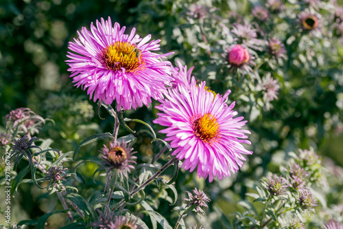 Pink aster flowers in autumn