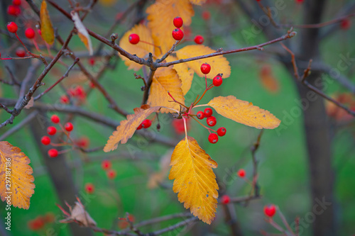 A hawthorn - Crataegus - shrubs in late autumn. Red berries, yellow leaves, brown twigs and branches. Colors of the fall season. Thanksgiving theme decor or background.