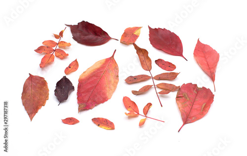 autumn red autumn leaves on white background with red gradients