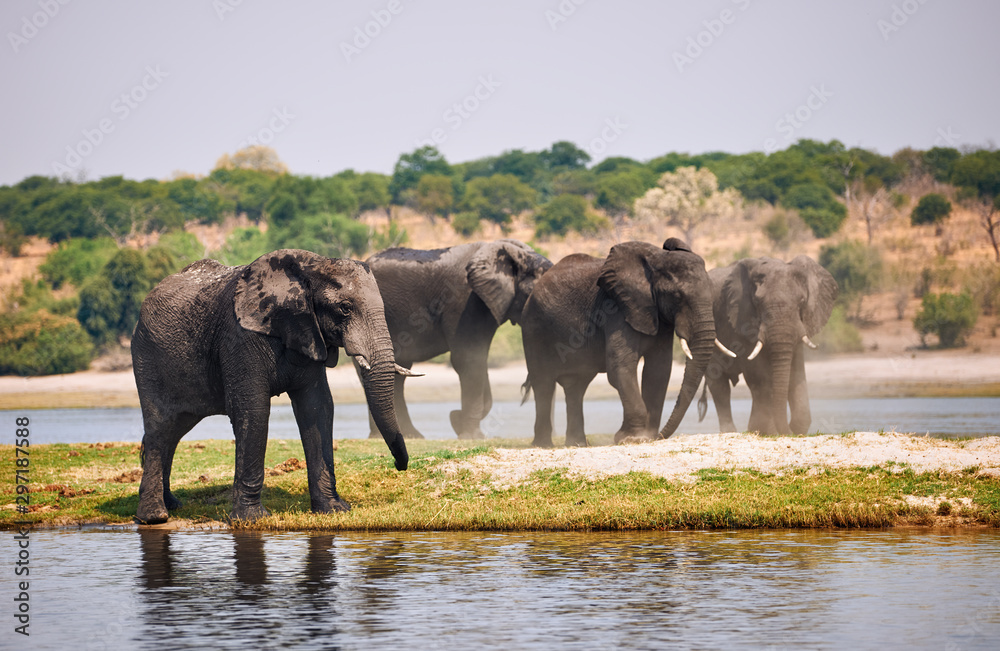 Fototapeta premium Elephants, Loxodonta africana, on the river bank.