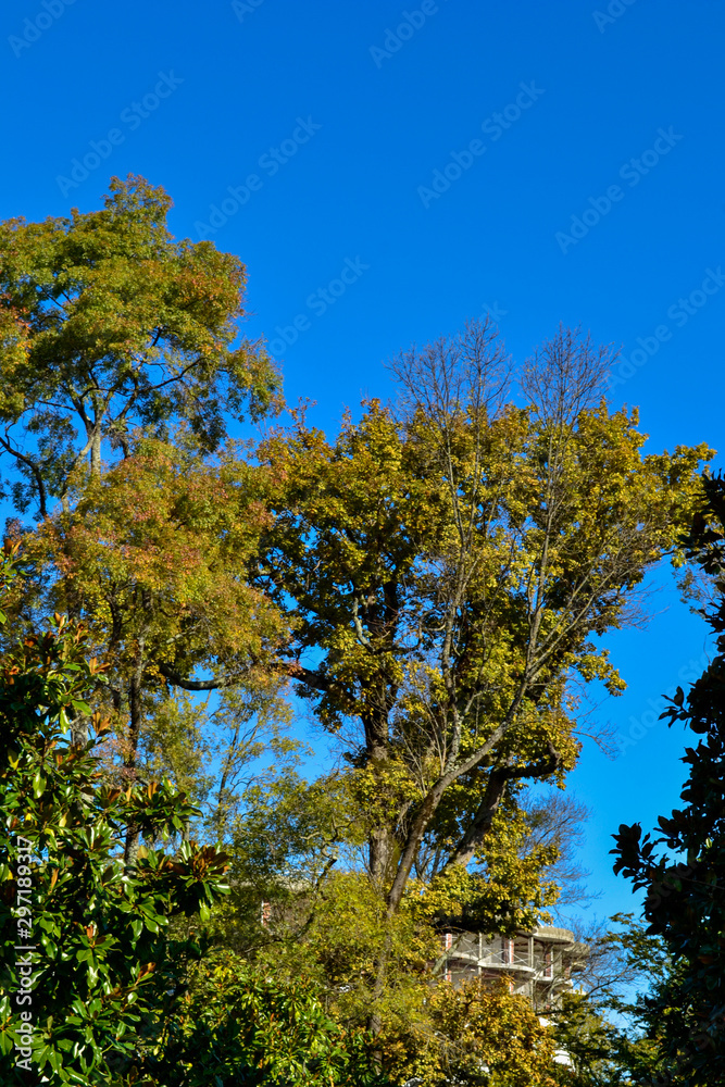 Fototapeta premium tree and blue sky