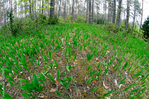 Maiglöckchen (Convallaria majalis) im Nationalpark Biebrza, Polen - Lily of the valley photo