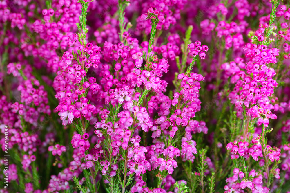 Macro shot of a purple garden heather